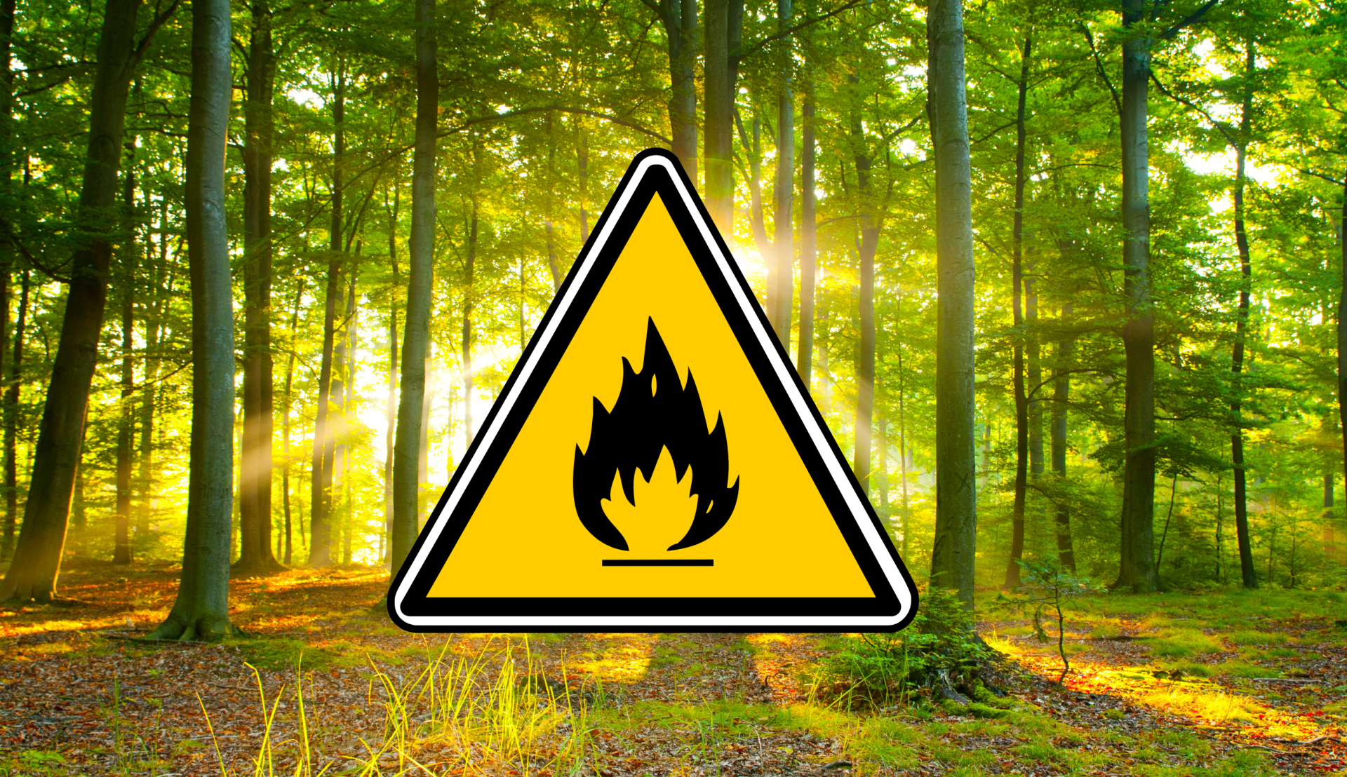 Waldbrand - 1